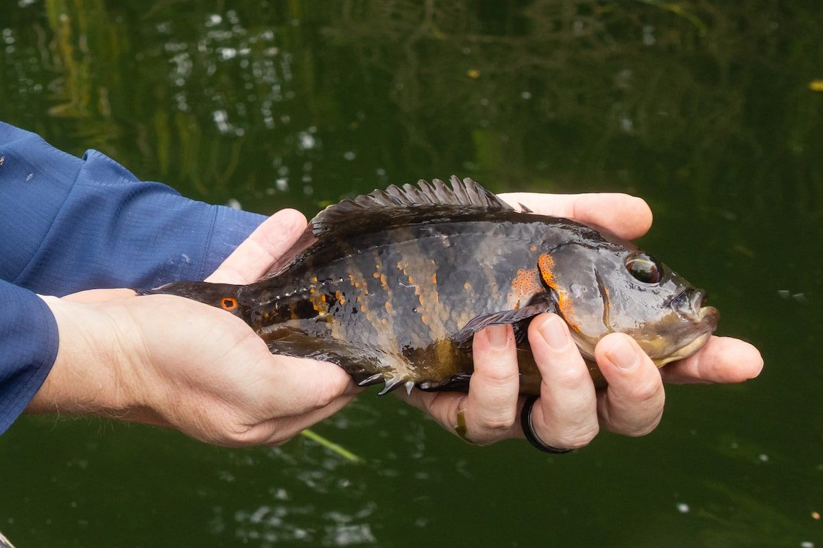 A person holds a colorful fish caught during a Gatun Lake fishing adventure in Panama City, showcasing the vibrant wildlife of the region.