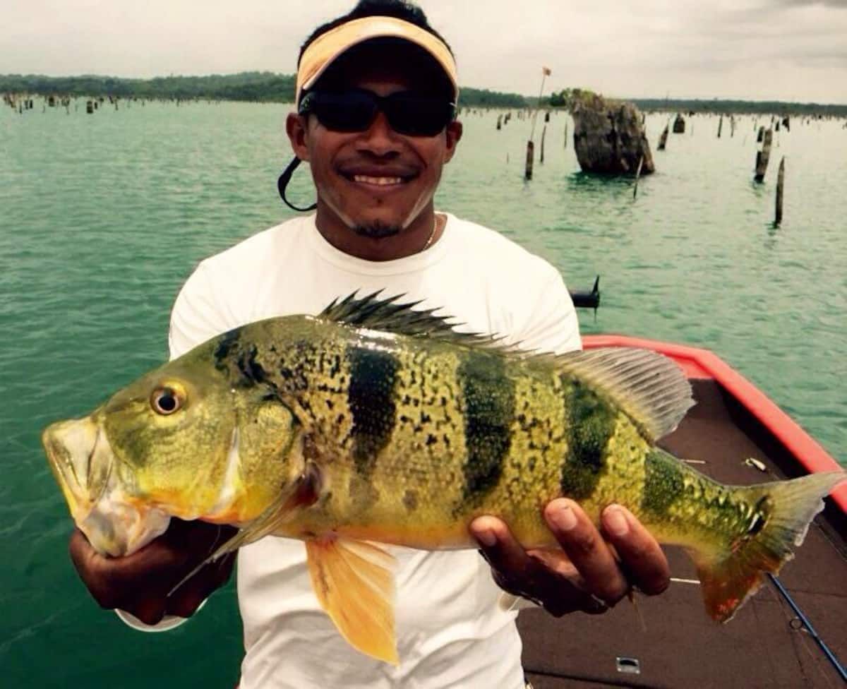 Man holding a large peacock bass on a fishing boat at Gatun Lake, Panama City, during a wildlife adventure tour.