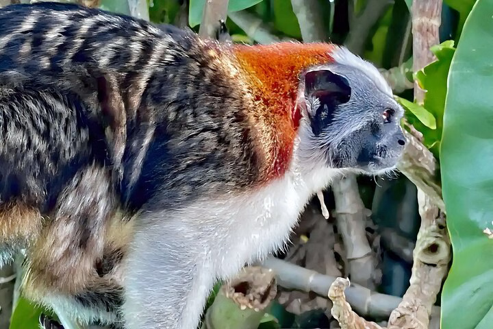 Aventure Faunique à Monkey Island & Lac Gatun - Photo 3