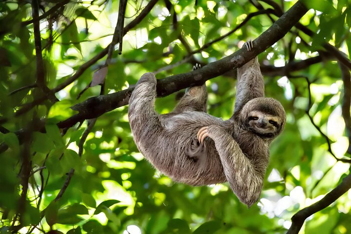 Sloth hanging from a tree branch amidst lush green foliage on Monkey Island, Gatun Lake Adventure tour in Panama City, Panama