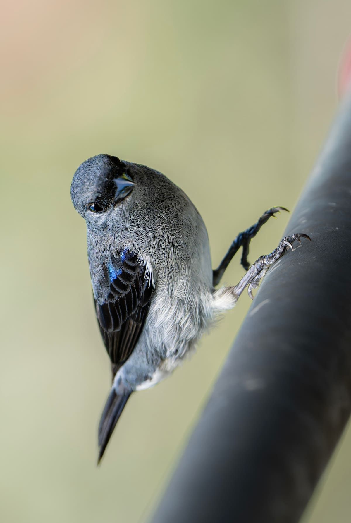 Observação de Aves & Café da Manhã com Vida Selvagem na Histórica Zona do Canal