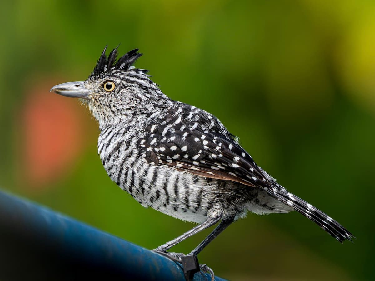 Un oiseau au motif frappant perché sur une rambarde lors de la visite de petit-déjeuner ornithologique à Albrook, Panama.