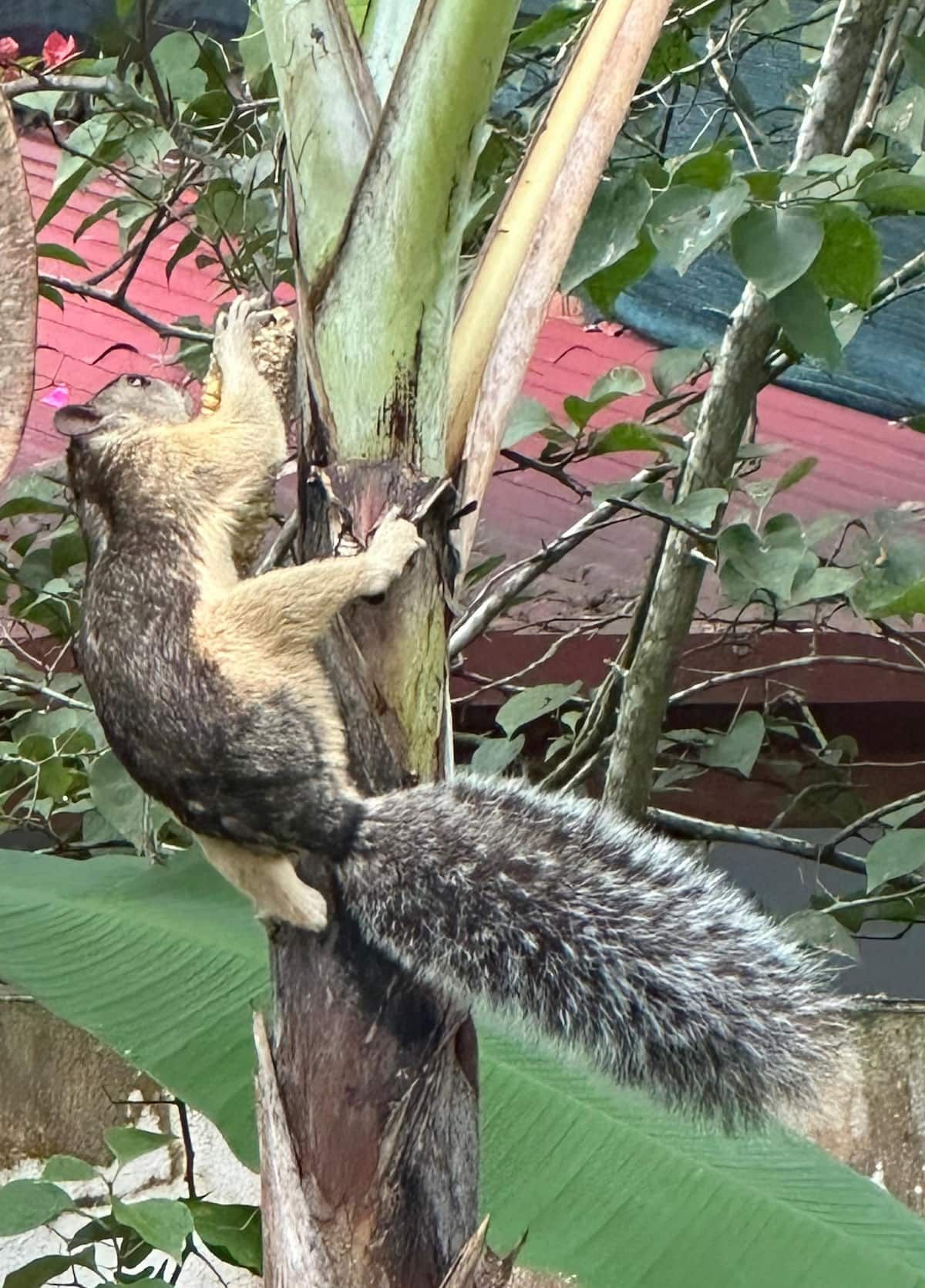 Squirrel climbing a banana tree and eating corn during a birding breakfast tour in Albrook, Panama.