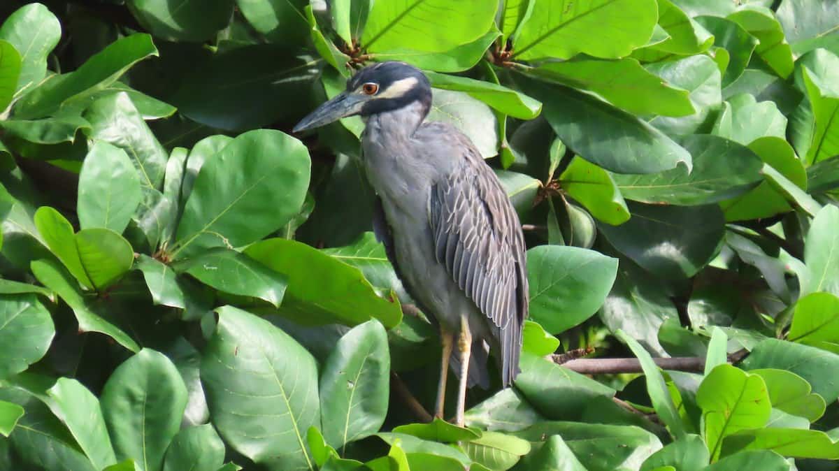 Yellow-crowned Night Heron perched on a branch amidst lush green foliage during a birdwatching tour in Casco Viejo, Panama.