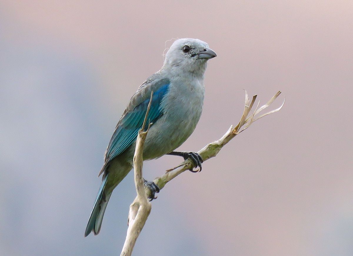 Observation des oiseaux dans le quartier colonial
