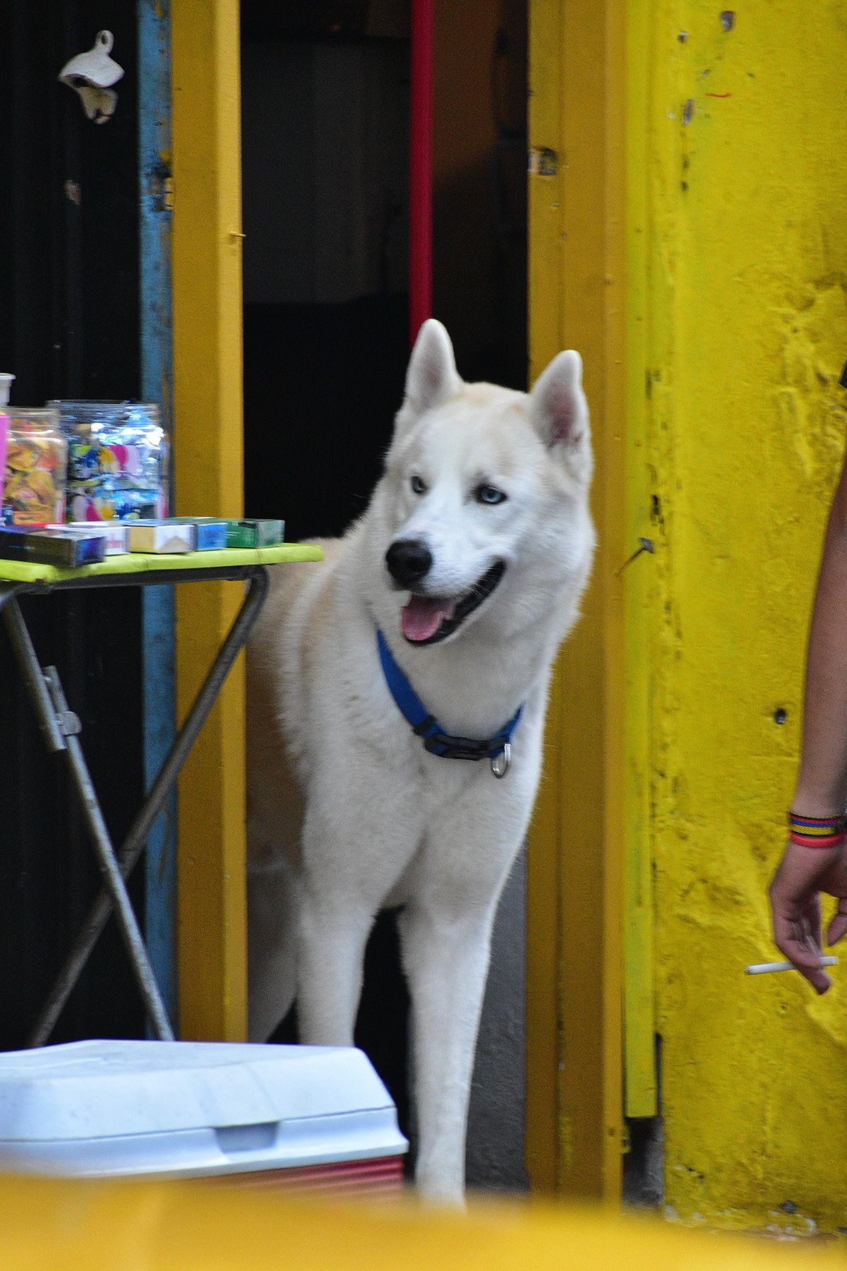 Un husky blanco con ojos azules está de pie en una puerta amarilla durante una caminata fotográfica en Casco Antiguo, Ciudad de Panamá.