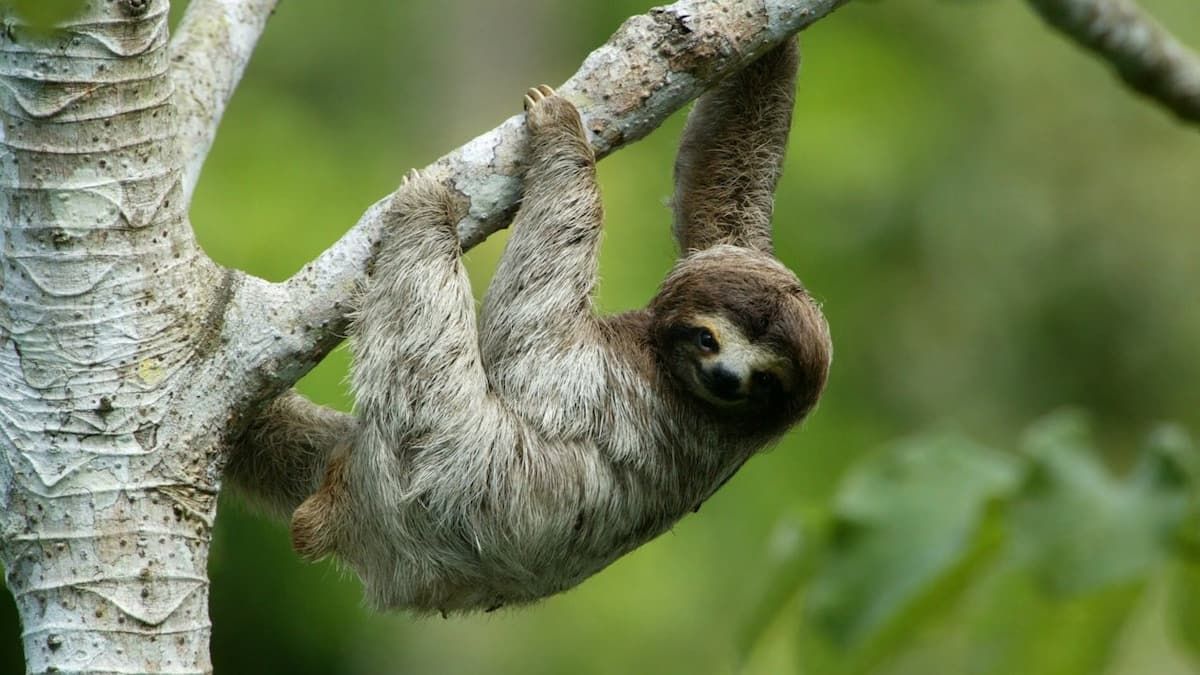 Perezoso colgado de una rama de árbol en un exuberante bosque tropical durante la excursión de desayuno en Mi Pueblito en la caminata de Cerro Ancon en la Ciudad de Panamá.
