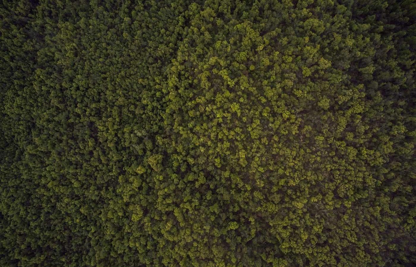 Aerial view of the dense forest canopy in Soberania National Park, showcasing vibrant green foliage and natural patterns.