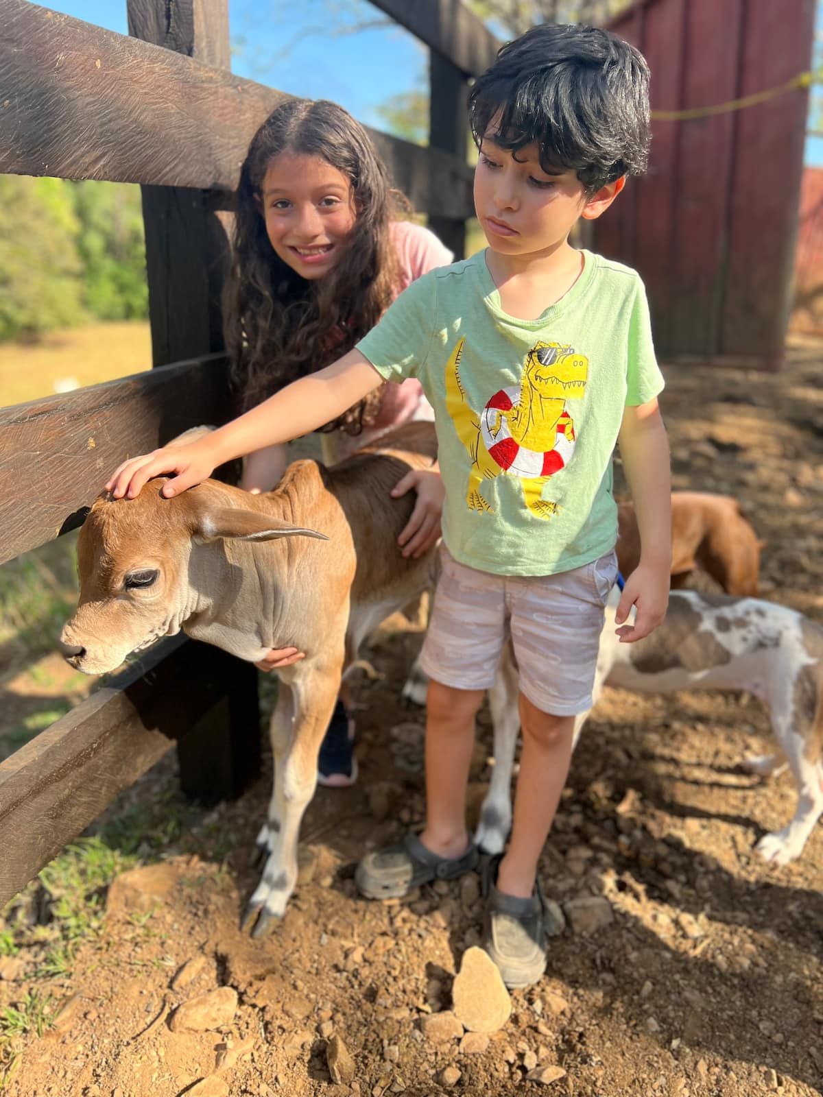 Children petting a calf at a farm during a sunny day, with a red barn and dogs in the background.