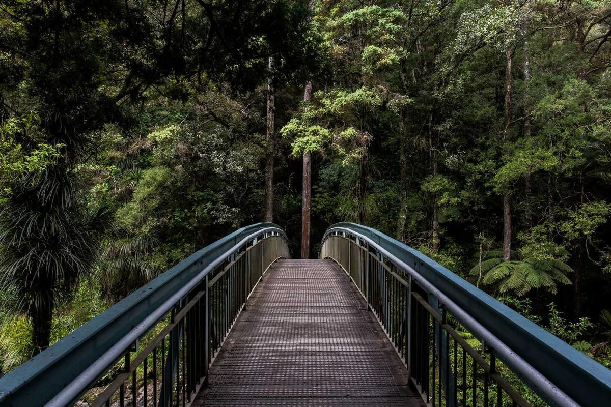 A wooden bridge with metal railings winds through a dense forest, leading to a serene natural setting perfect for kayaking at Gatun Lake in Panama City.