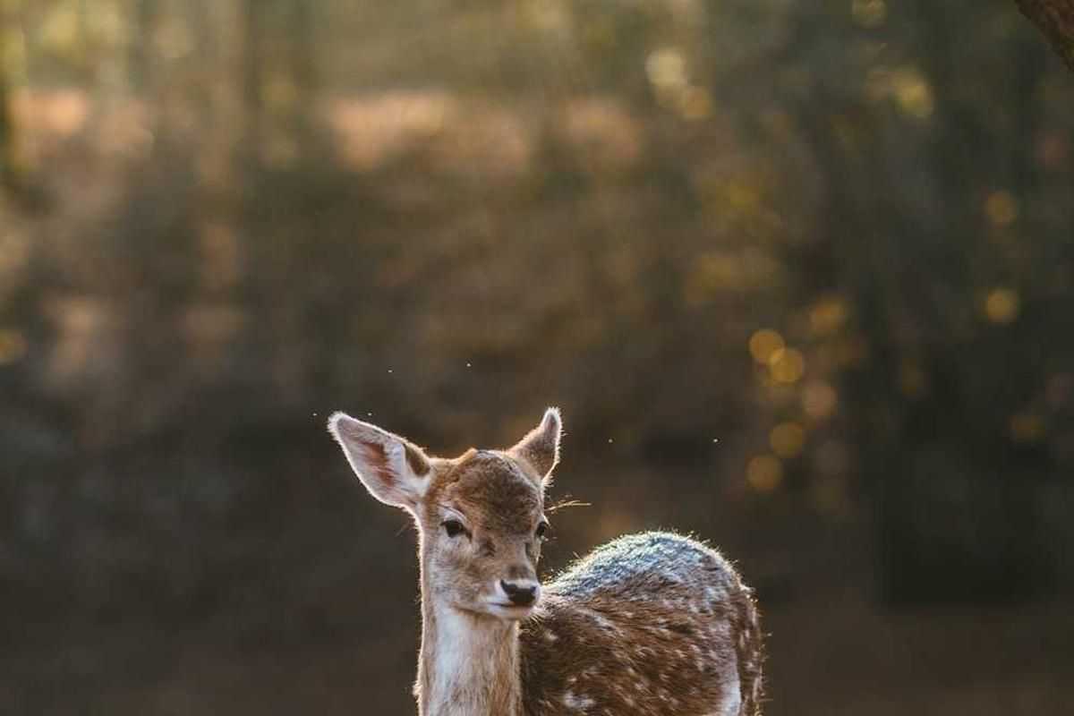 A young deer with white spots stands in a sunlit forest, surrounded by a soft, blurred background of trees and sunlight.