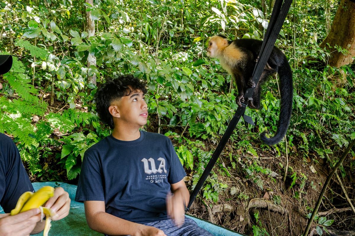 Un jeune homme observe un singe capucin sur une sangle lors d'une visite de la faune au lac Gatun, Panama City, avec un environnement de jungle verte luxuriante.