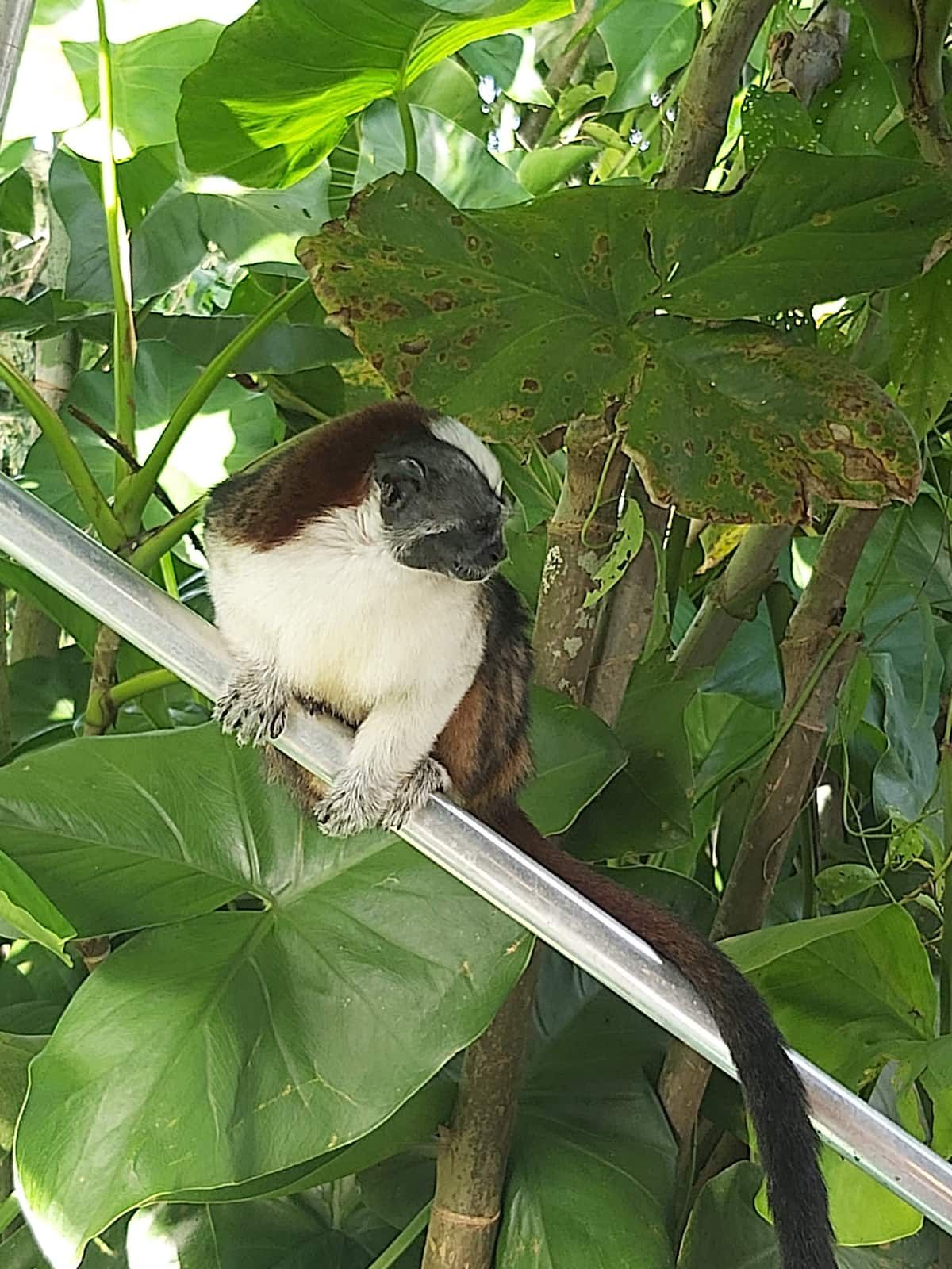 Singe tamarin à tête de coton se reposant sur une barrière en métal entouré d'un feuillage verdoyant lors d'une visite des singes au lac Gatun, Panama City.
