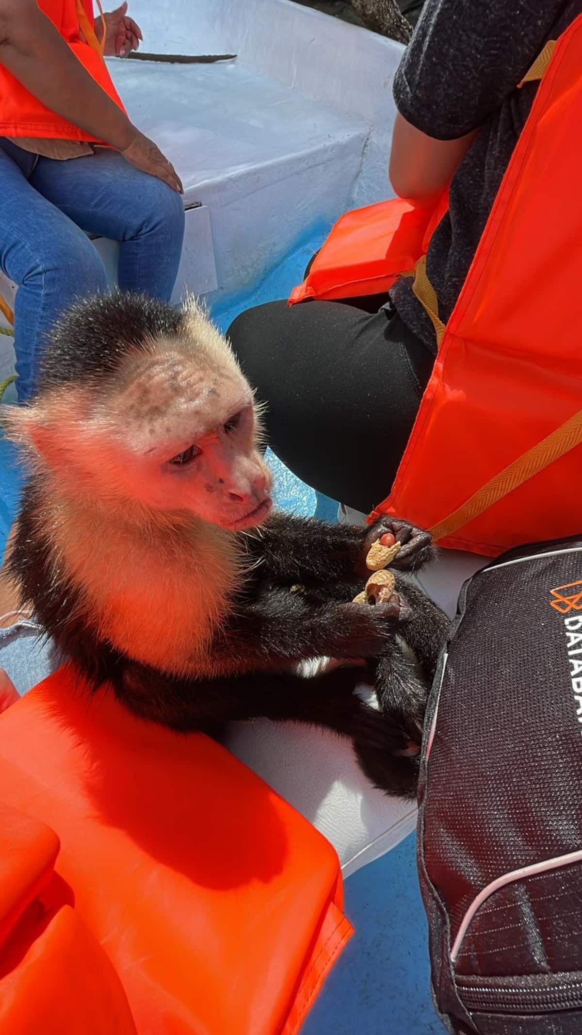 A curious capuchin monkey eats peanuts aboard a boat during the Panama Canal Monkey Island Tour, surrounded by tourists in orange life vests.