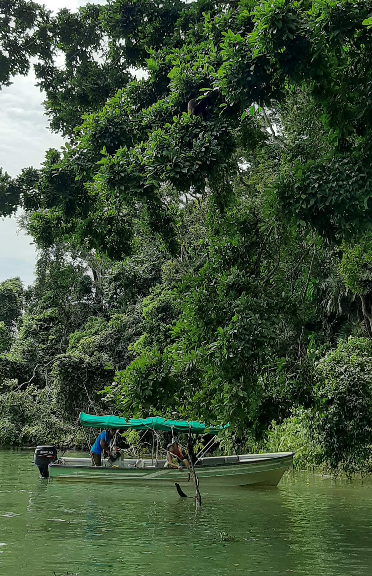 Two people on a green-canopied boat navigate a jungle river while a monkey hangs from a tree branch above, capturing the essence of the Panama Canal Monkey Island Tour.