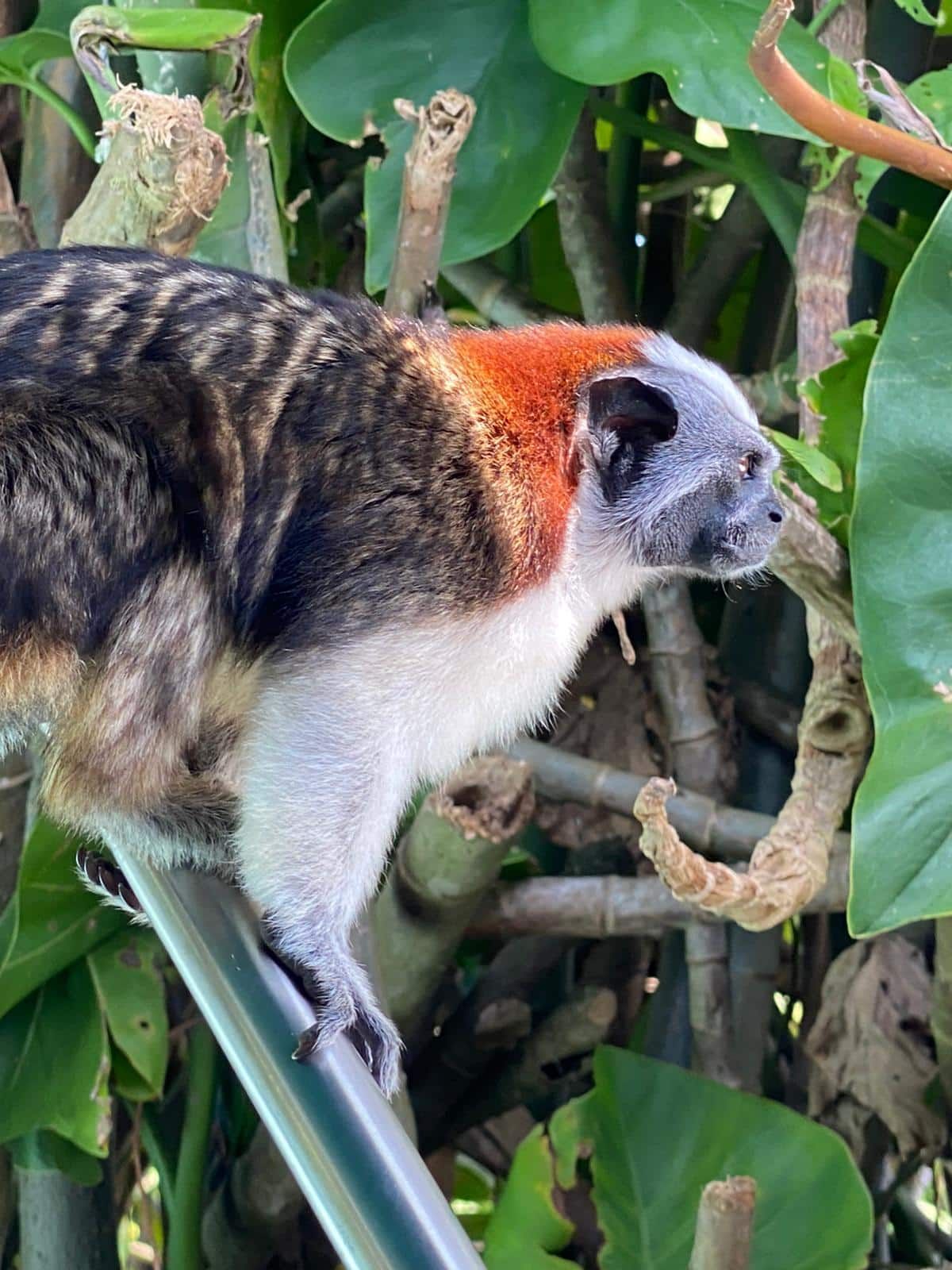 Red-headed tamarin monkey perched on a metal railing surrounded by lush green foliage during the Panama Canal Monkey Island Tour.