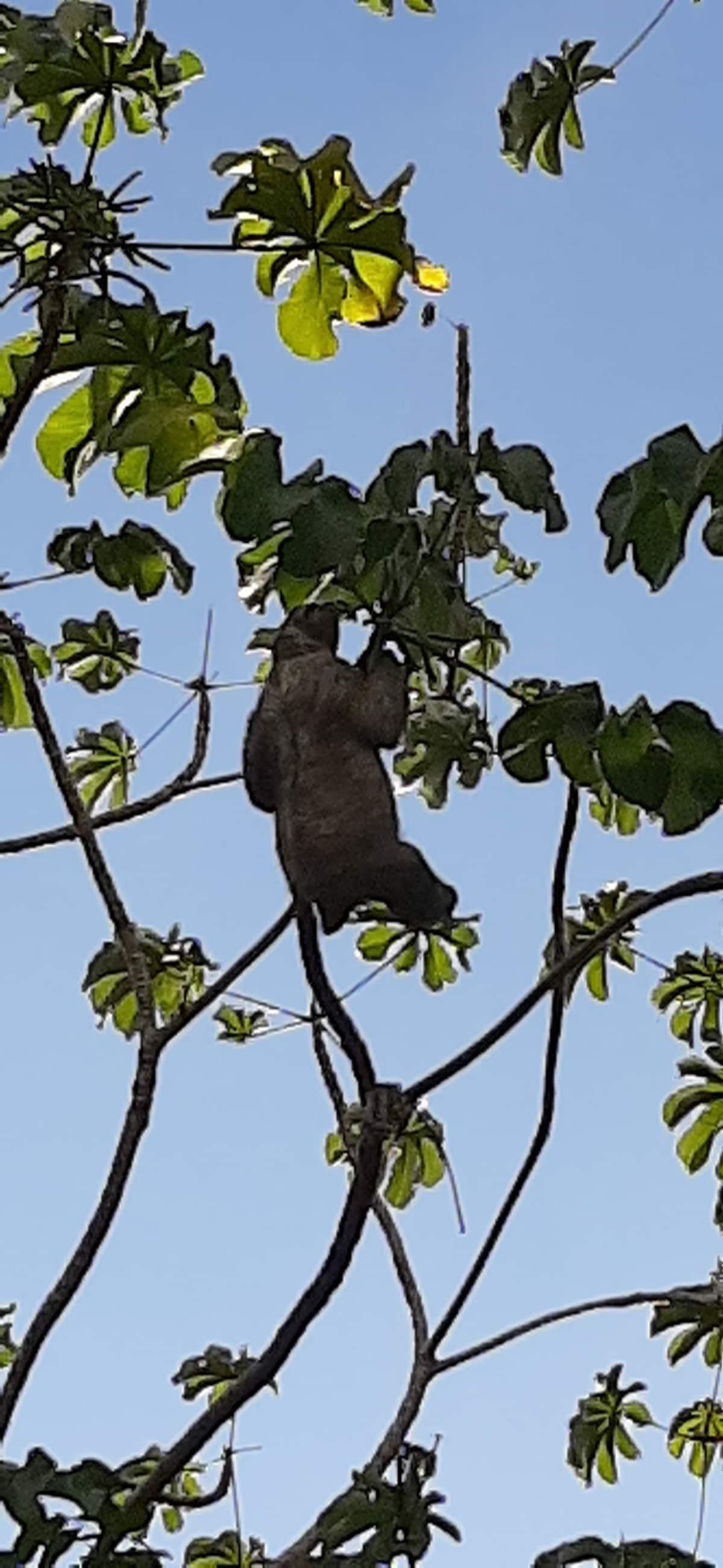 Sloth clinging to a tree branch amidst green leaves under a clear blue sky during the Panama Canal Monkey Island Tour