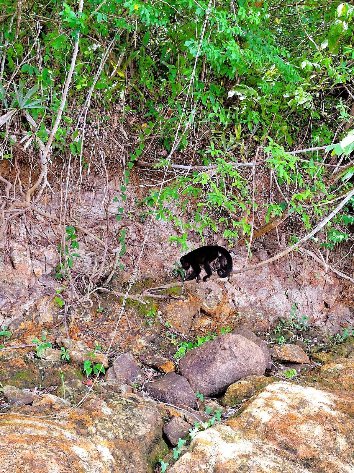 A black monkey walking on a rocky path surrounded by lush green foliage in Panama City, Panama.