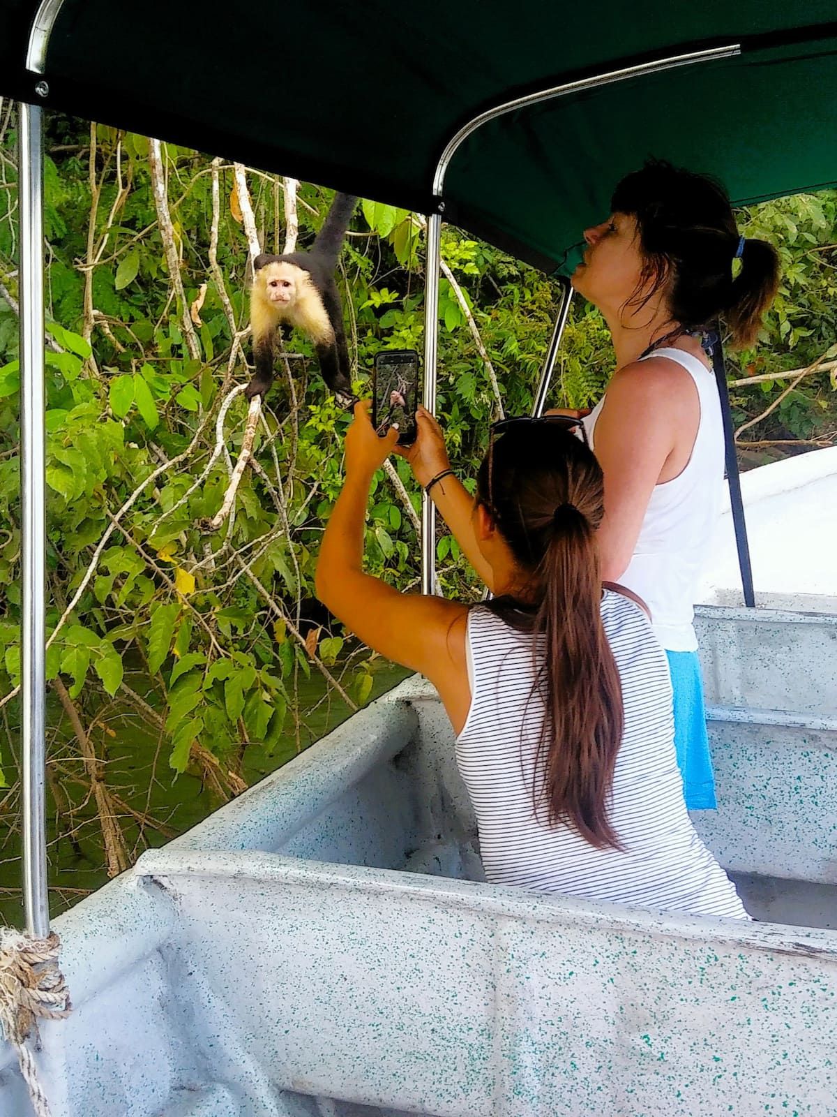 Turistas fotografando um macaco-prego em um galho durante o passeio de barco na Ilha dos Macacos no Canal do Panamá.