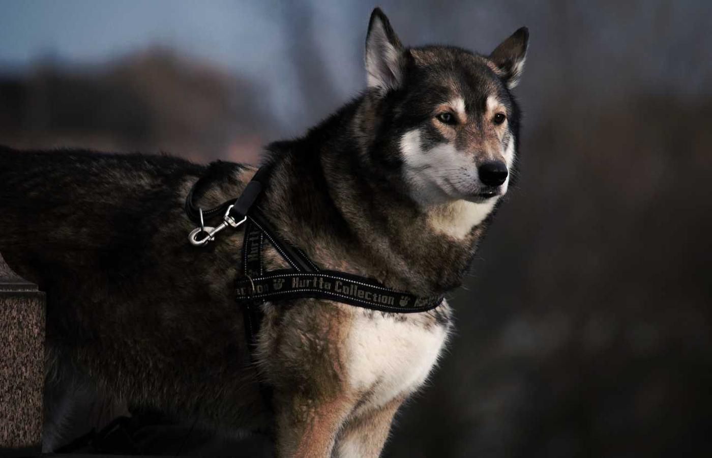 Shikoku dog wearing a Huritta Collection harness, standing outdoors in a natural setting