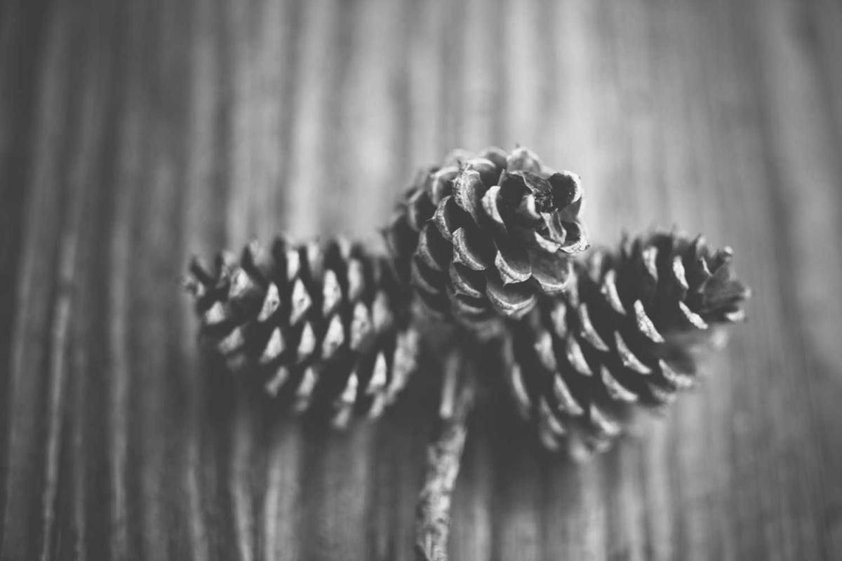 Close-up of three pine cones on a wooden surface, showcasing natural textures and patterns for Bandits Adventure Tours Panama.
