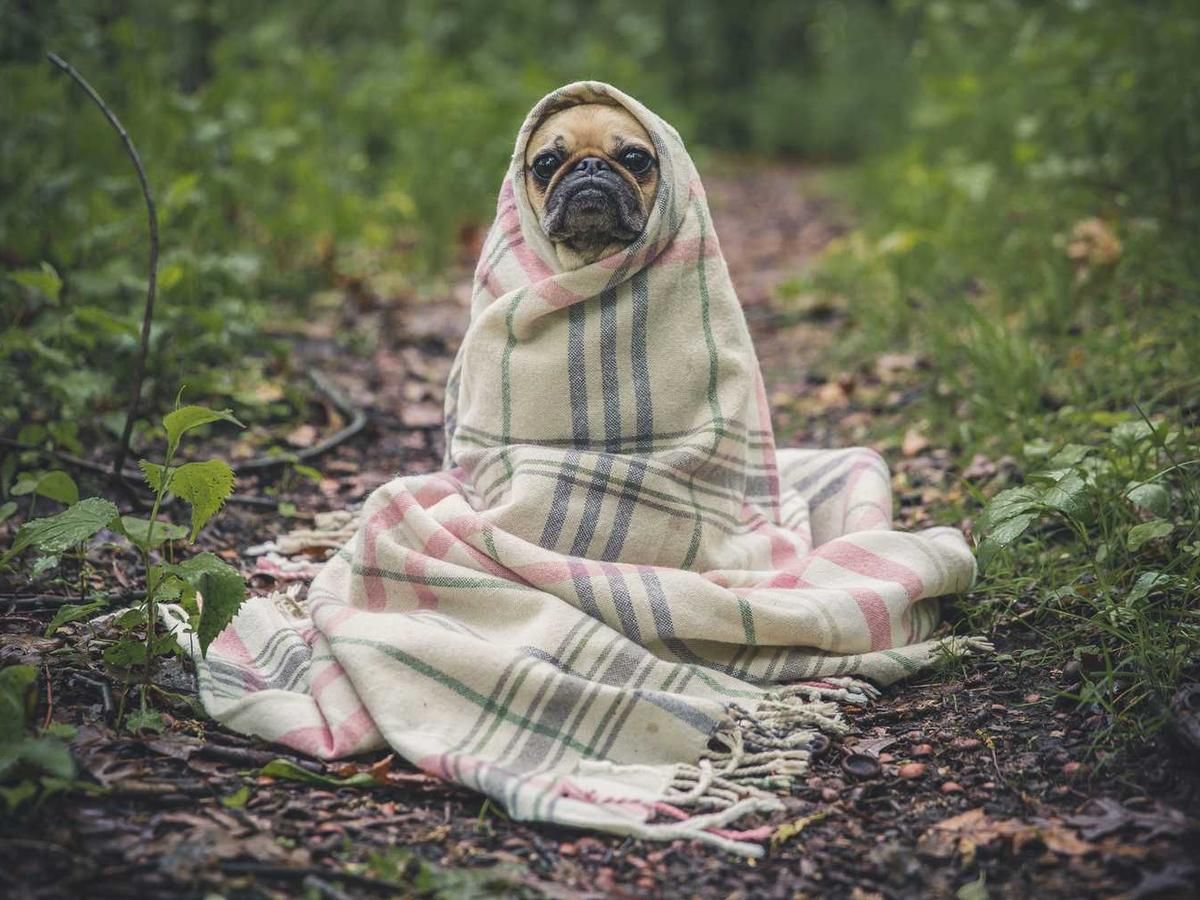 A cozy pug wrapped in a plaid blanket sitting on a forest path during a Chocolate Workshop in Panama City, Panama