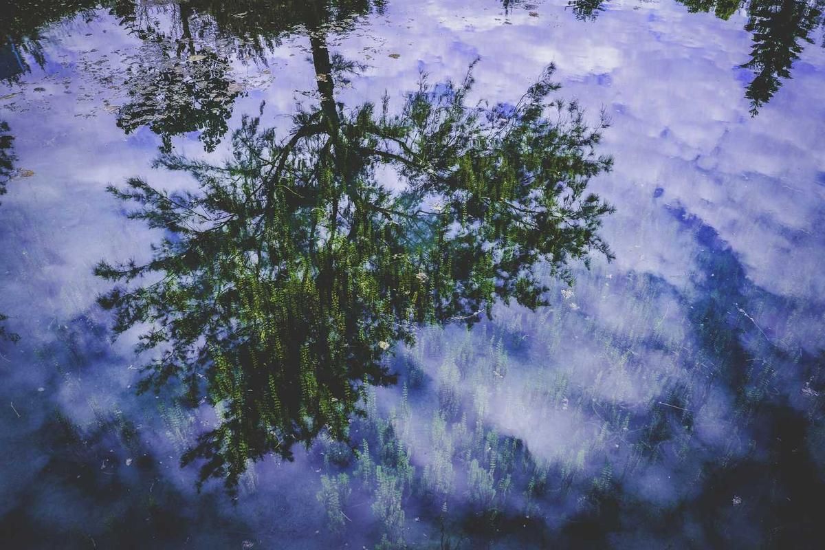 A tree's reflection in misty waters at the Gamboa Rainforest Adventure, showcasing vibrant greenery and a serene atmosphere.