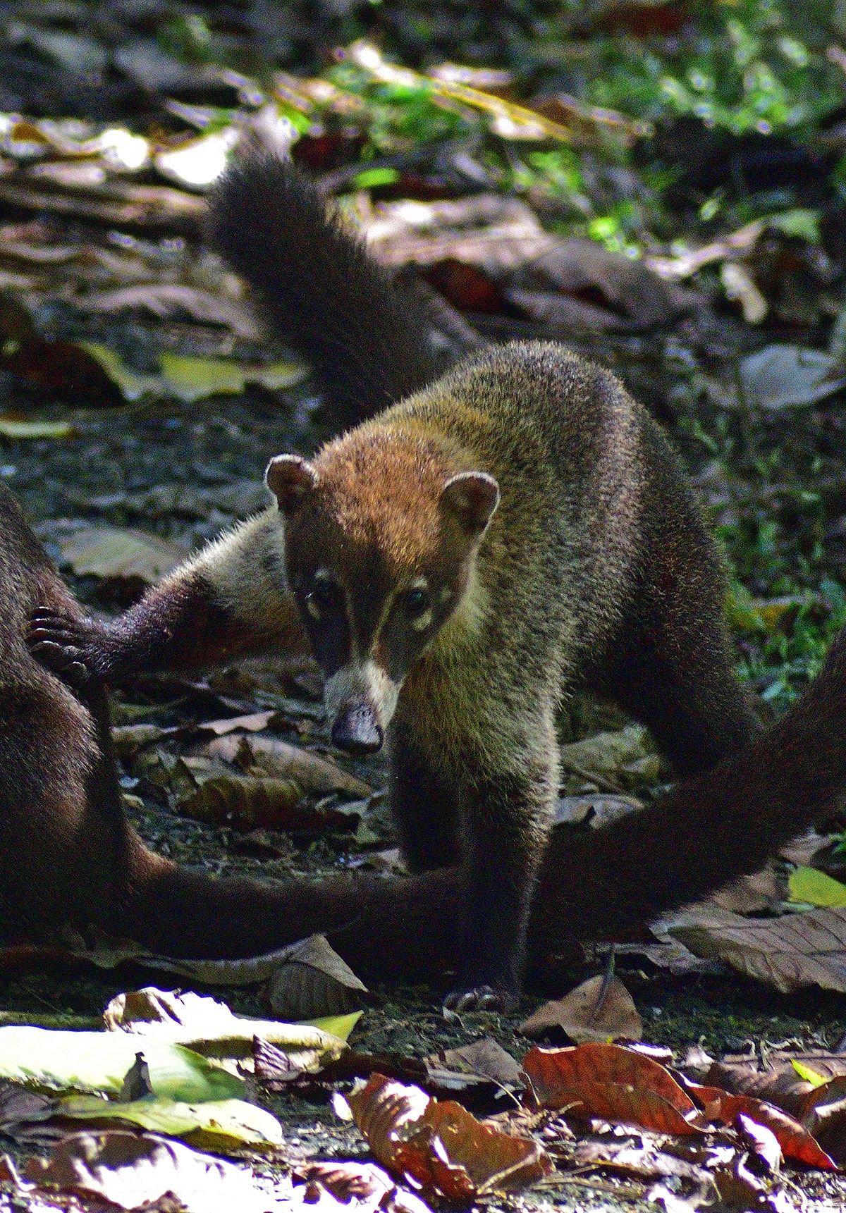 Coati exploring the forest floor during a wildlife photography tour in Panama City Rainforest.