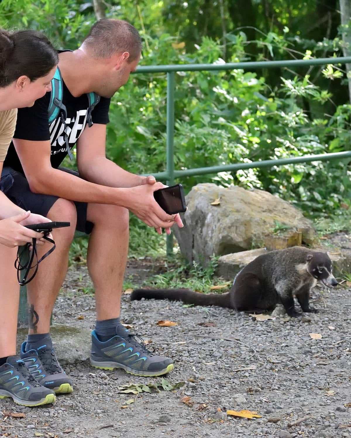 Tourists photographing a coati during a photowalk in the Panama Rainforest Metropolitan Park, Panama City.