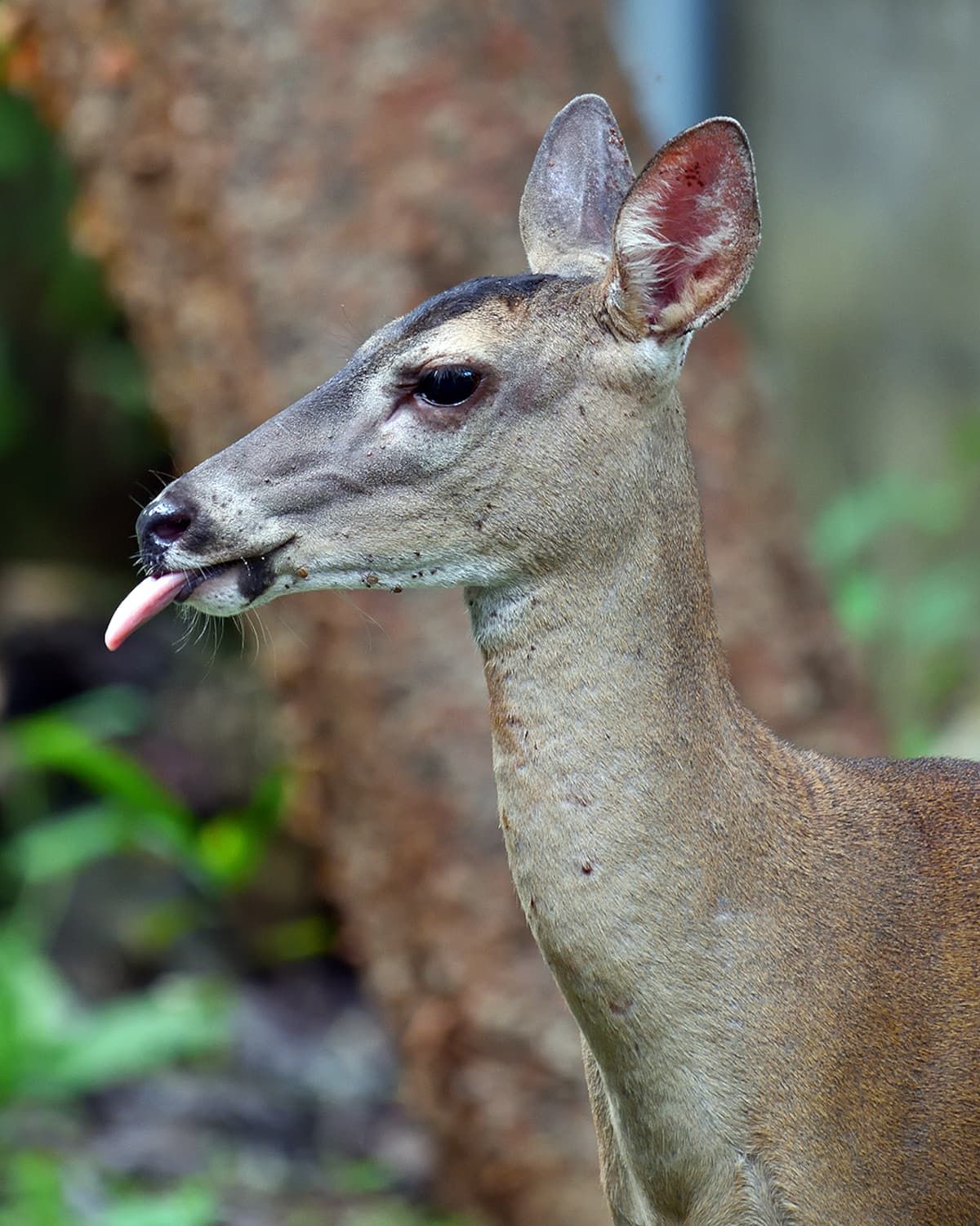 Close-up of a deer sticking out its tongue in the Panama Rainforest Metropolitan Park during a photowalk experience.