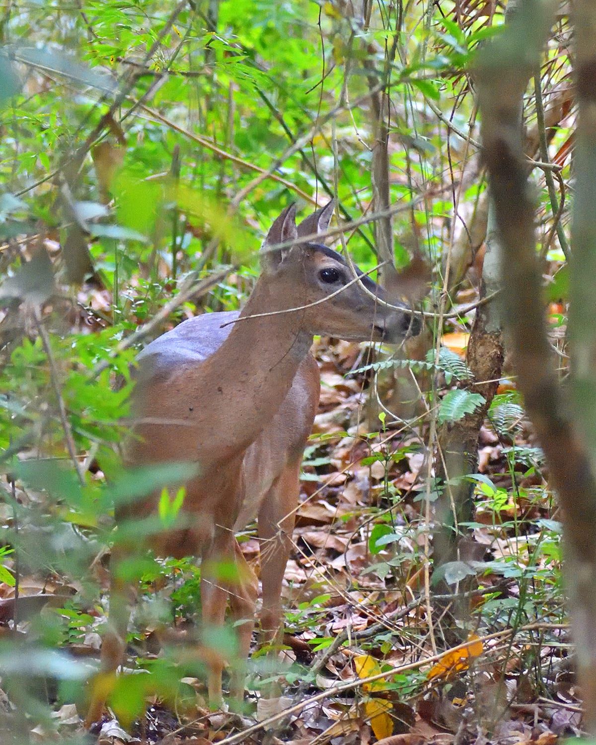 A young deer stands amidst lush green foliage in the Panama Rainforest Metropolitan Park during a photowalk tour.