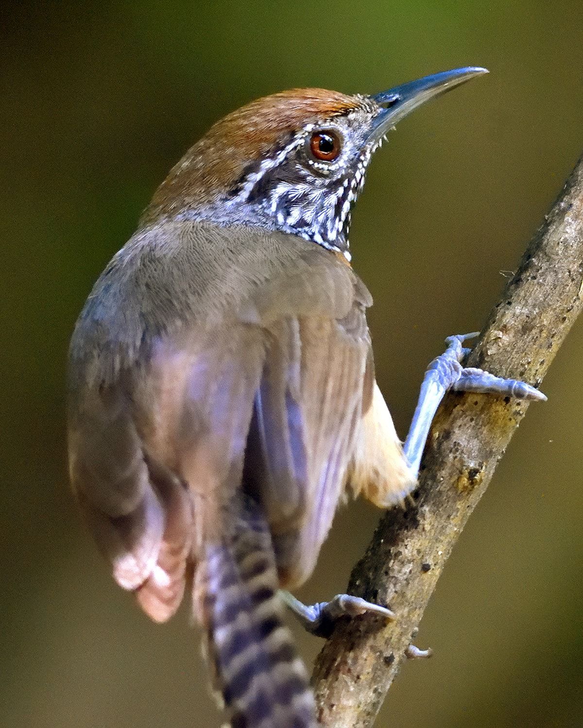 Spotted Wren perched on a branch during a photowalk in Panama City's Rainforest Metropolitan Park, showcasing vibrant wildlife photography opportunities.
