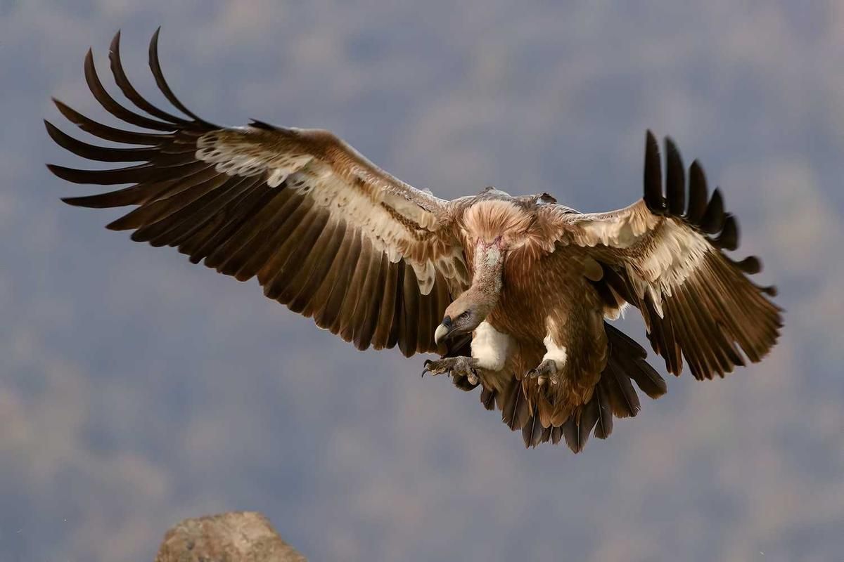 A vulture soars gracefully through the sky during a San Blas Islands Day Trip in Panama City, showcasing the region's rich wildlife and natural beauty.