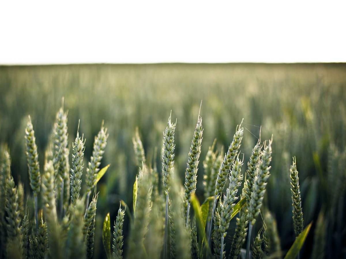 Close-up of green wheat stalks in a field during golden hour, showcasing the natural beauty of Panama's agricultural landscapes.