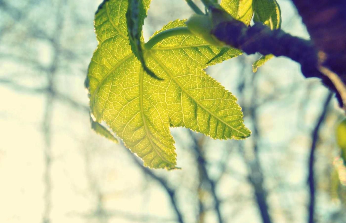 A sunlit green leaf with intricate veins, symbolizing nature's beauty during a Street Food Night Tour in Panama City.
