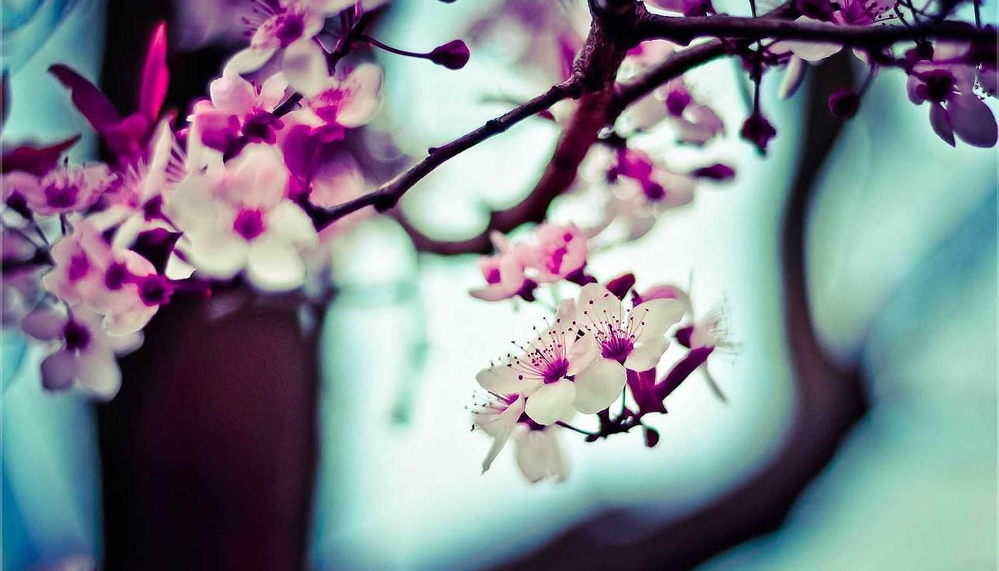 Delicate cherry blossoms in full bloom with soft white and pink petals against a teal backdrop, symbolizing the beauty of nature during a serene sunset sailing cruise in Panama City.