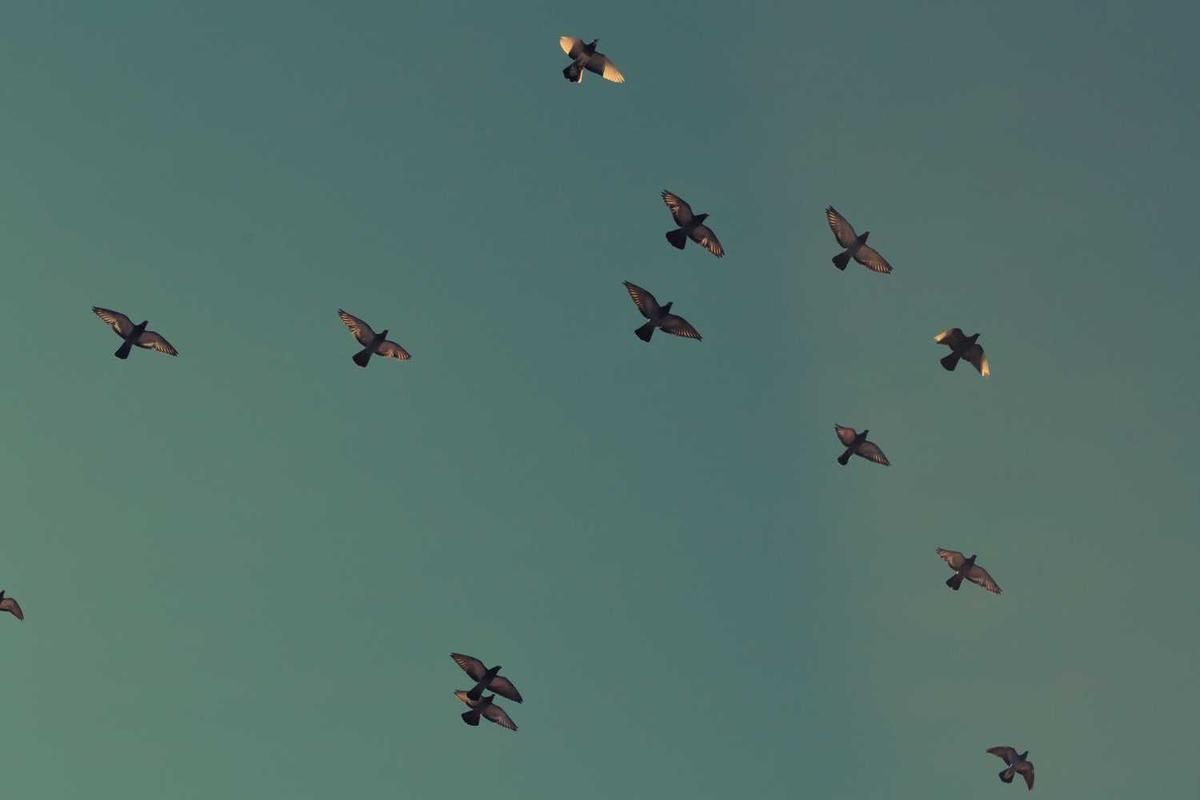 Flock of birds flying against a serene teal sky during sunset, capturing the essence of a peaceful sailing cruise in Panama City.