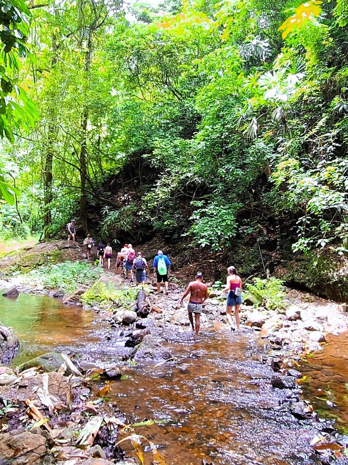 Hikers crossing a stream during a jungle adventure tour in Panama City, surrounded by lush greenery and natural beauty.