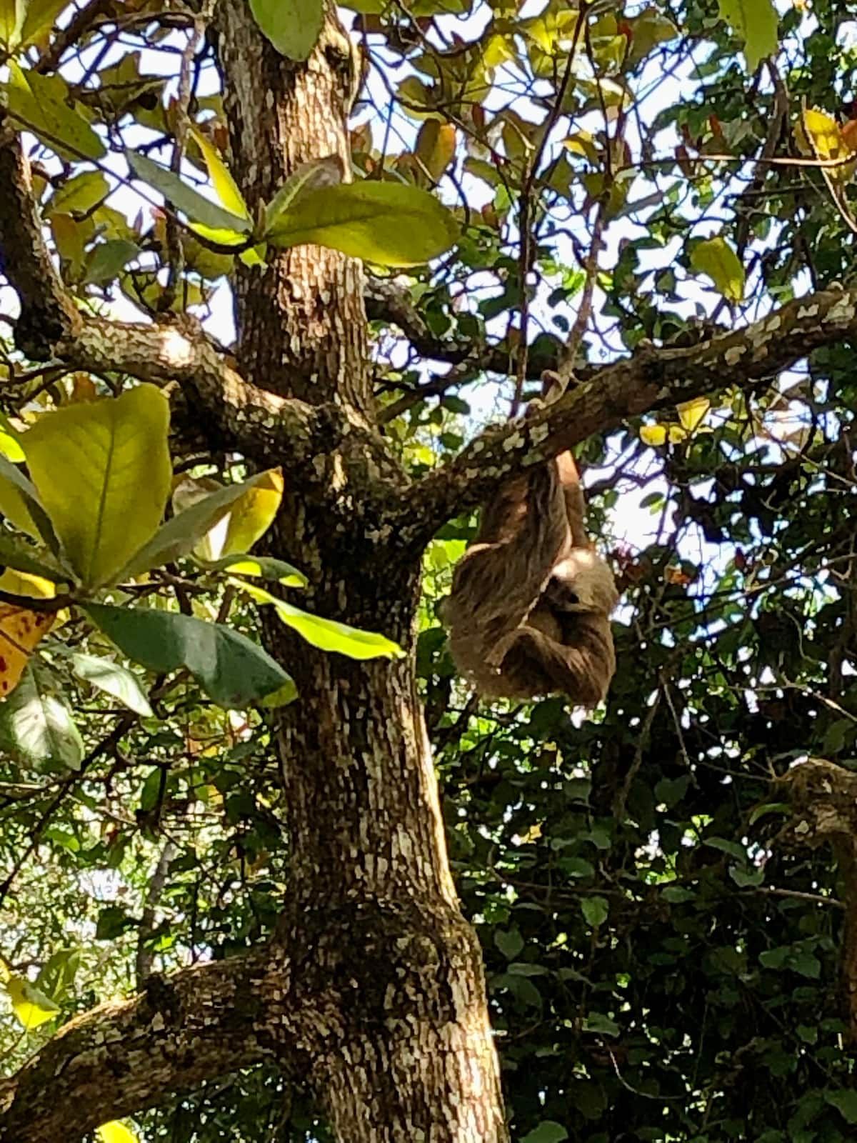 Sloth hanging from a tree branch during the Urban Jungle Hike And Breakfast tour in Panama City, Panama