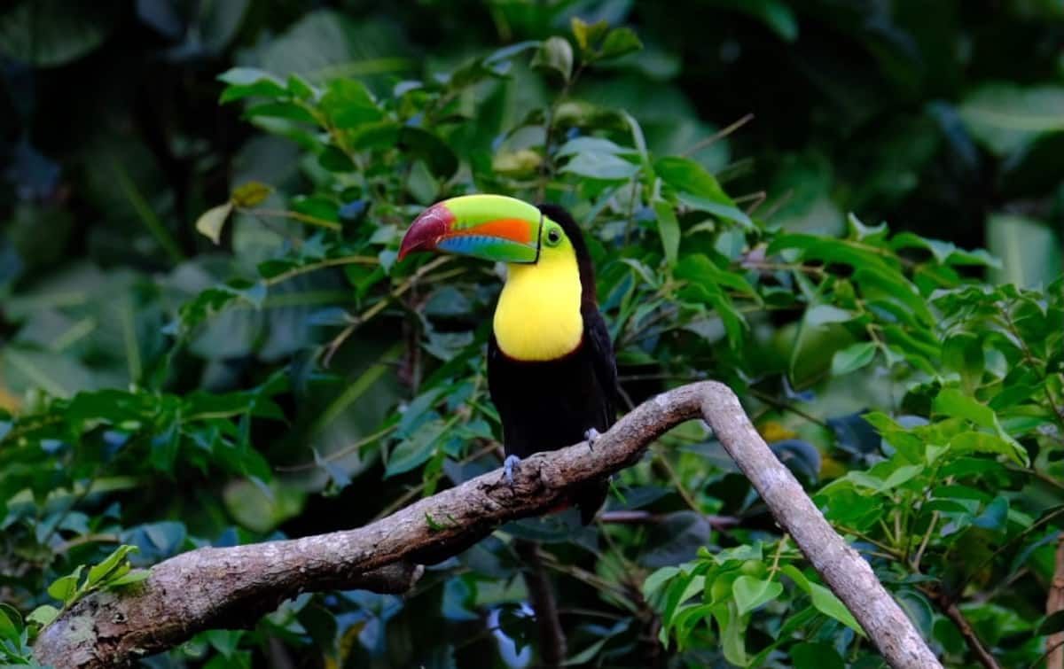 Birding & Breakfast with Wildlife in Historic Canal Zone