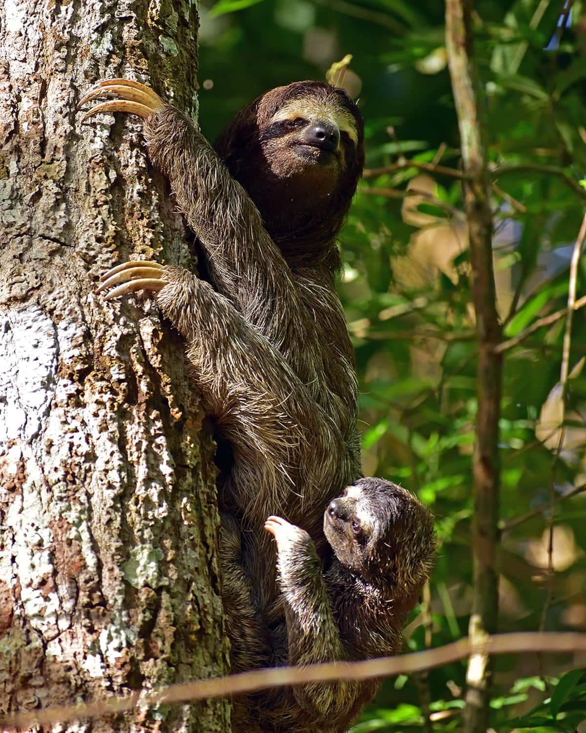 Photowalk Panama Rainforest